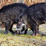 Jagd auf Wildschweine mit Lockmittel